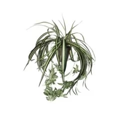 Chlorophytum Groen In Pot