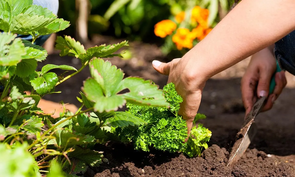 Tuin Decor Verkoop -Tuin Decor Verkoop kl blog img 3